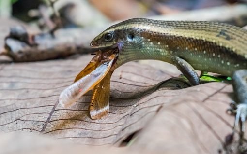 What Does a Skink Lizard Eat? A Comprehensive Guide