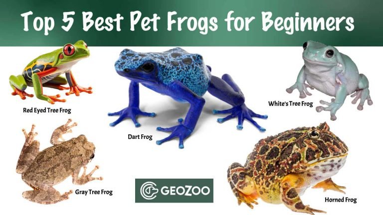 best frog pets