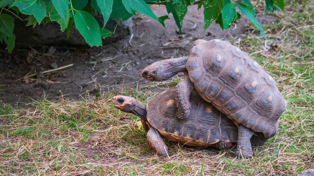 Red Foot Tortoise Breeding