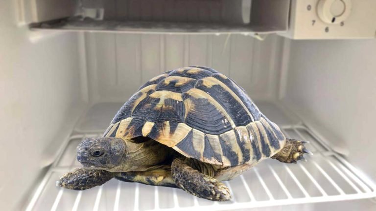 Tortoise Brumation