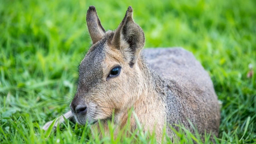 patagonian cavy as pets