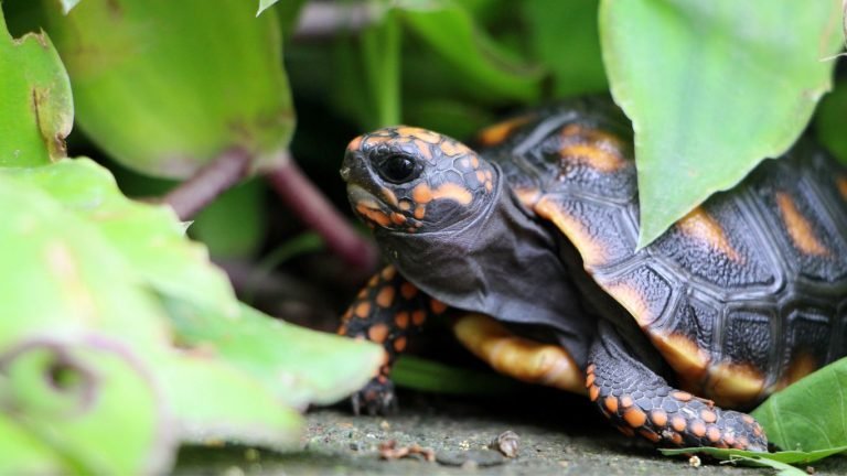 red foot tortoise plants