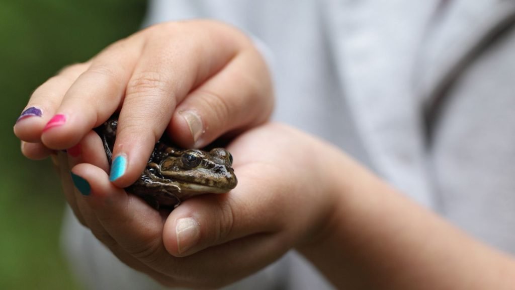 how to take care of a frog as a pet