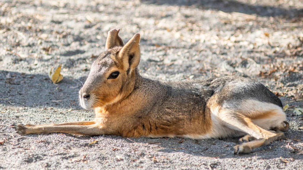 Patagonian Cavy