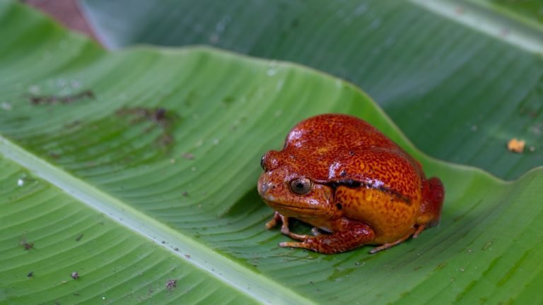 what do tomato frogs eat