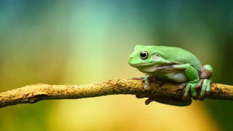 american green tree frog habitat