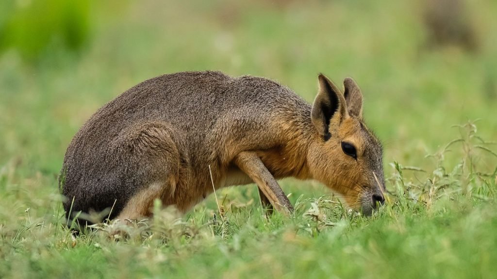 Are Patagonian Cavies Legal in the United States
