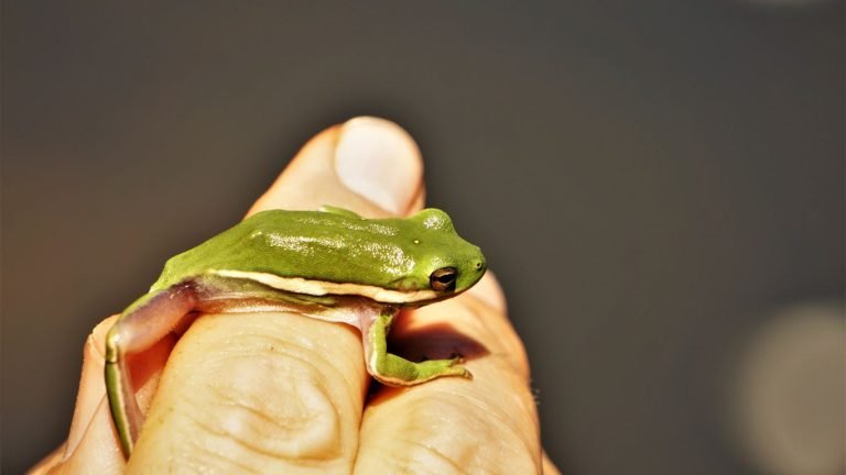 american green tree frog care