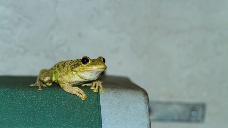 how long do pet frogs live
