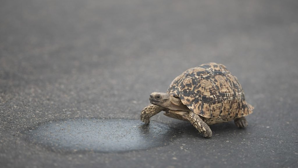 how much is a pet tortoise