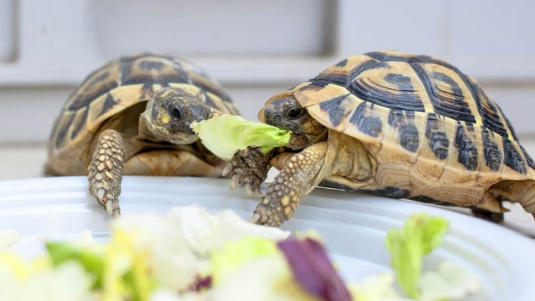 Pet Turtle vs Pet Tortoise