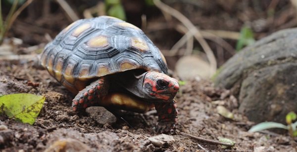 baby red foot tortoise