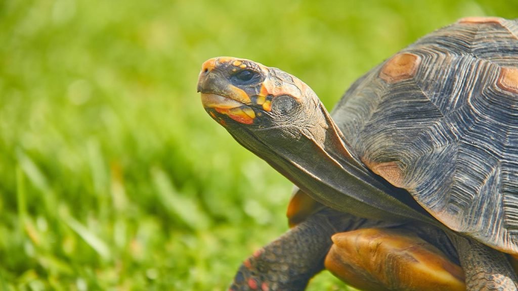 red foot tortoise pet
