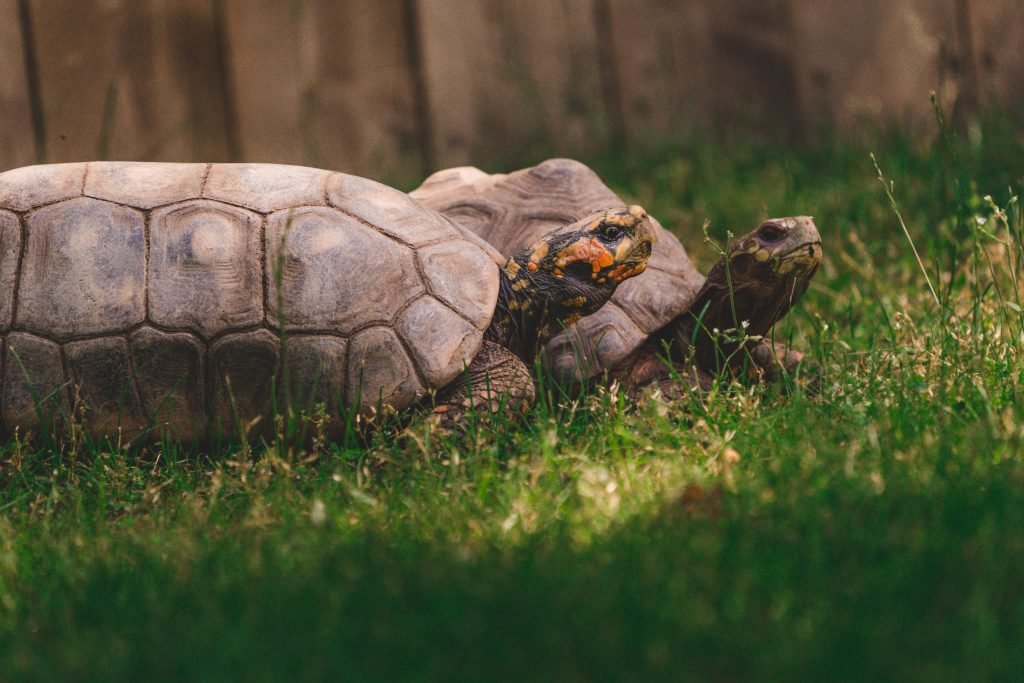 tortoise as pets pros and cons