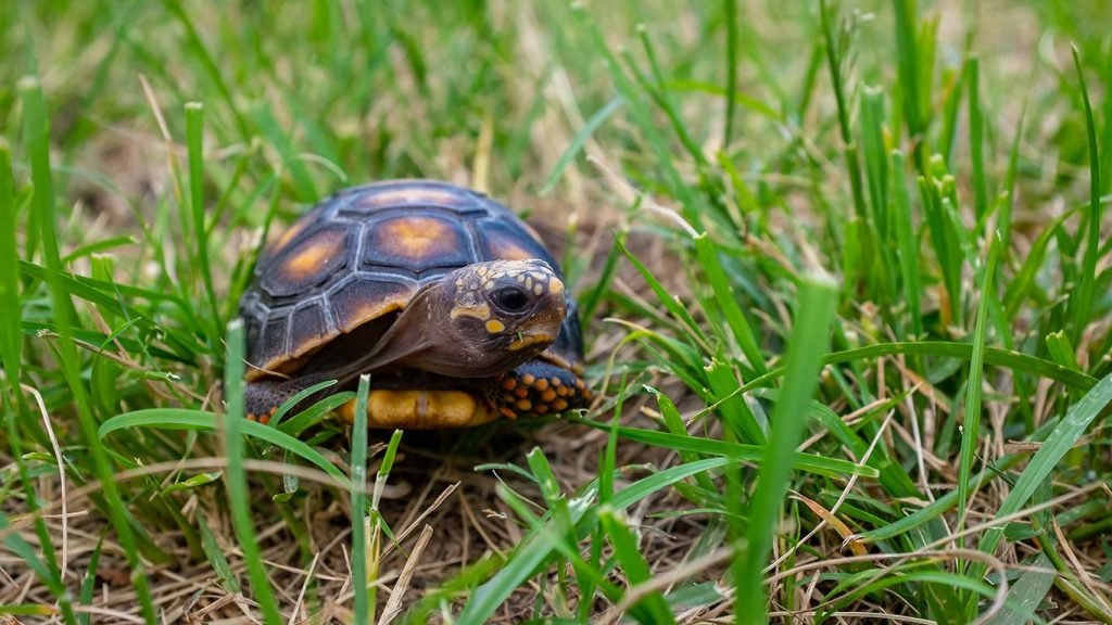 red foot tortoise care