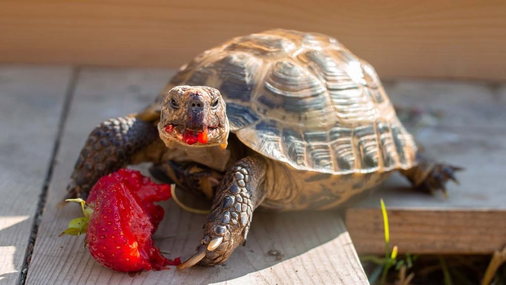 Discovering the Costs: How Much is a Pet Tortoise?