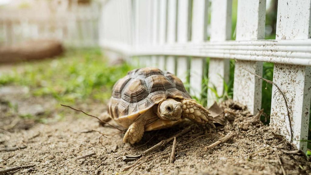How to Take Care of Pet Tortoise