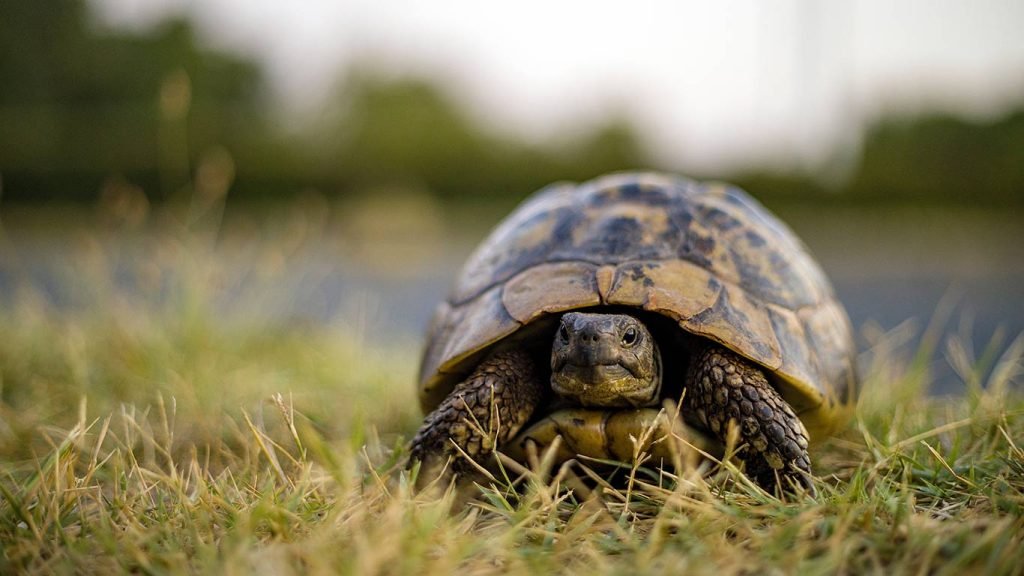 tortoise as pets pros and cons