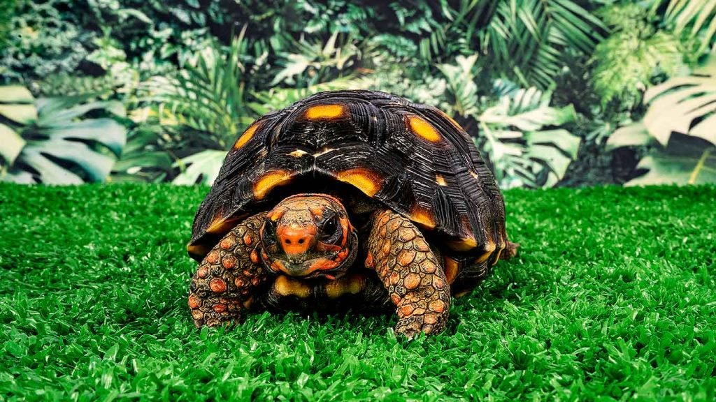 red foot tortoise care 