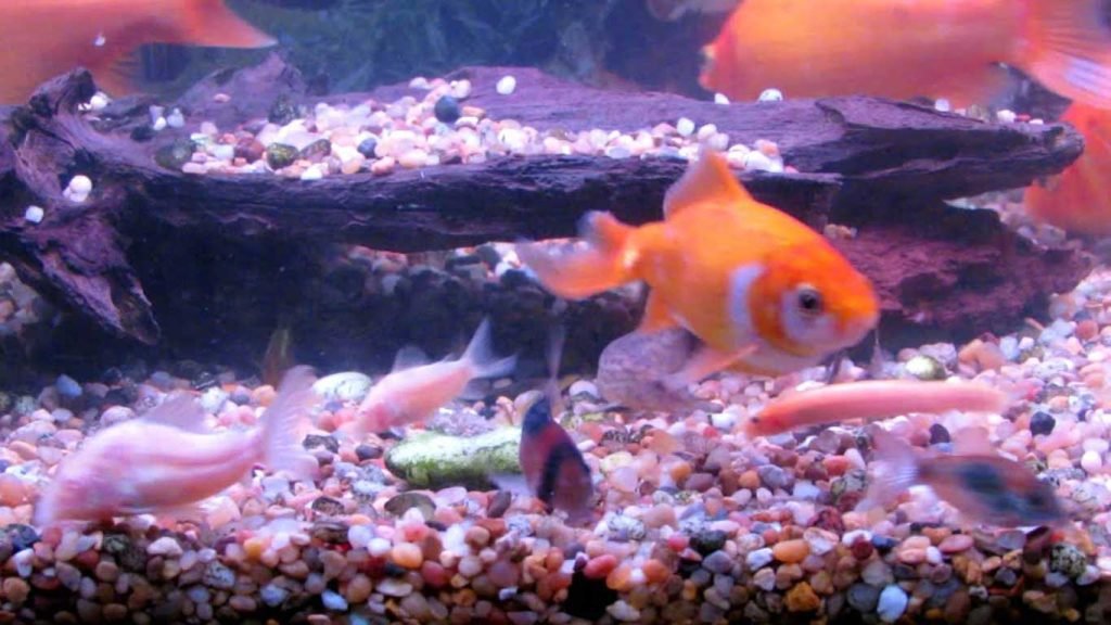 Can Corydoras Live with Goldfish