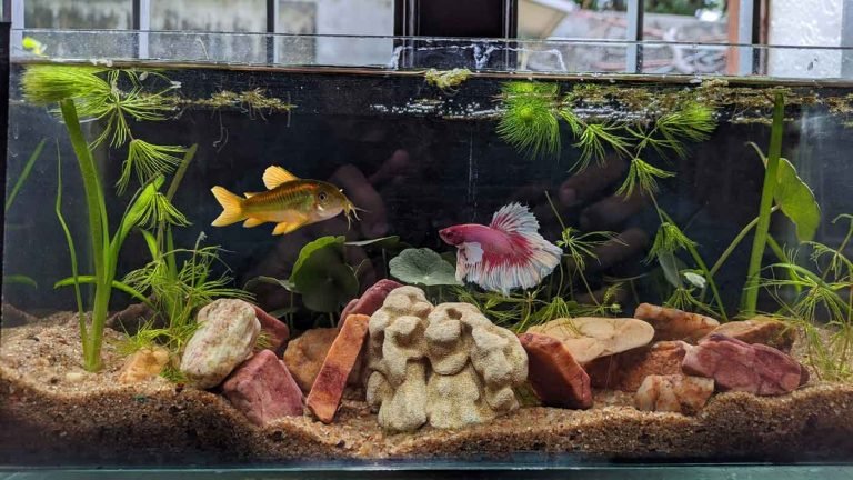 Corydoras and Betta Fish: Peaceful Tank Mates