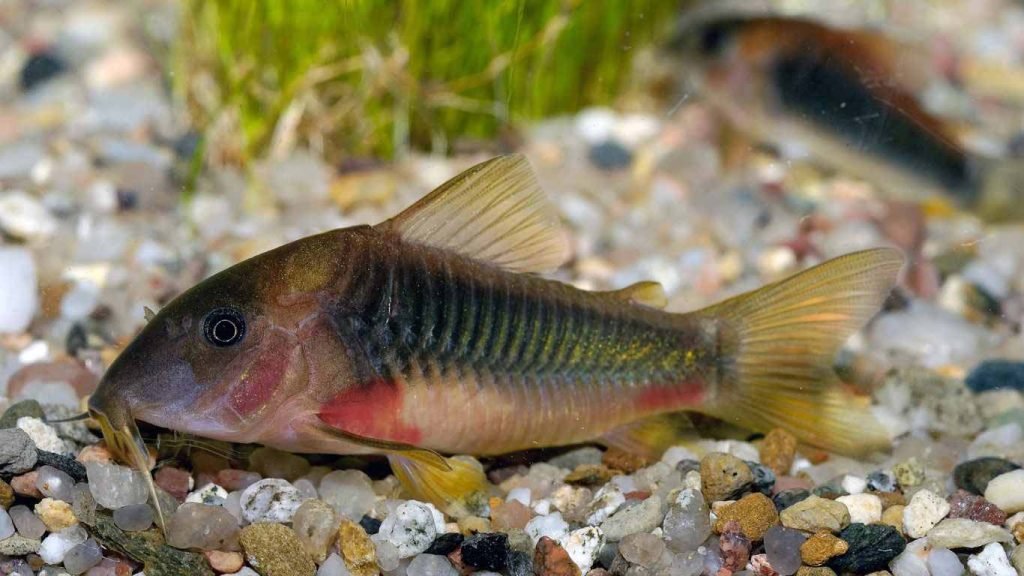 Red Blotch Disease Corydoras
