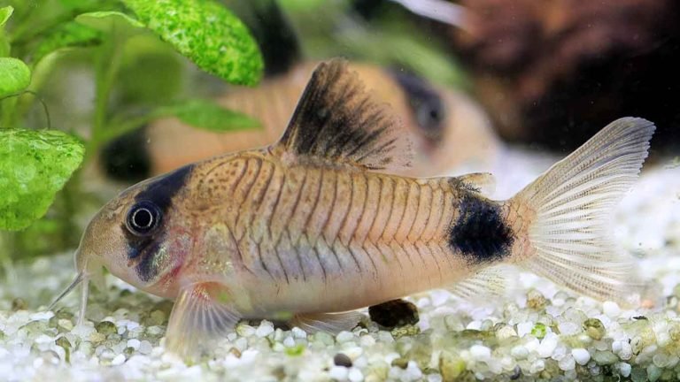 Panda Cory Catfish
