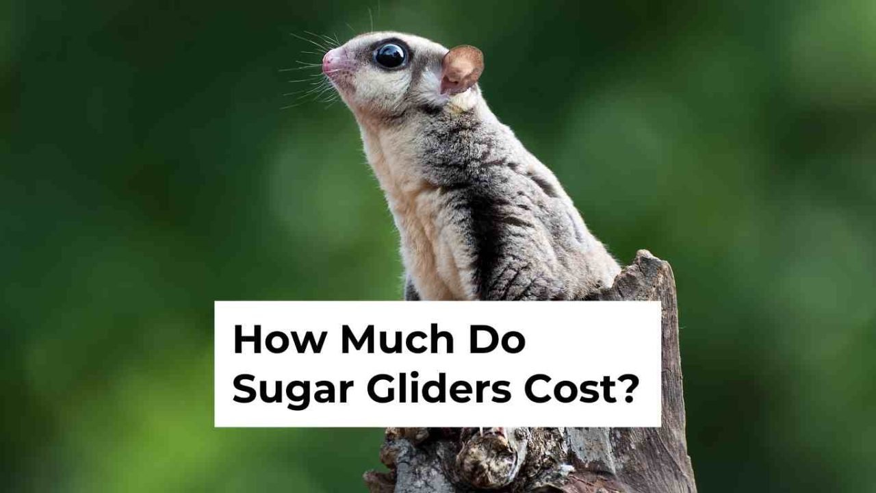 How Much Do Sugar Gliders Cost? A Comprehensive Guide to Expenses