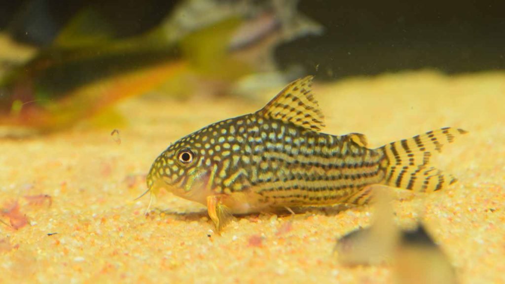 How Big Do Corydoras Get