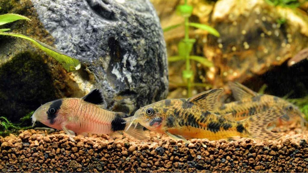 Do Corydoras Catfish Eat Algae? A Comprehensive Guide to Cory Catfish Diet