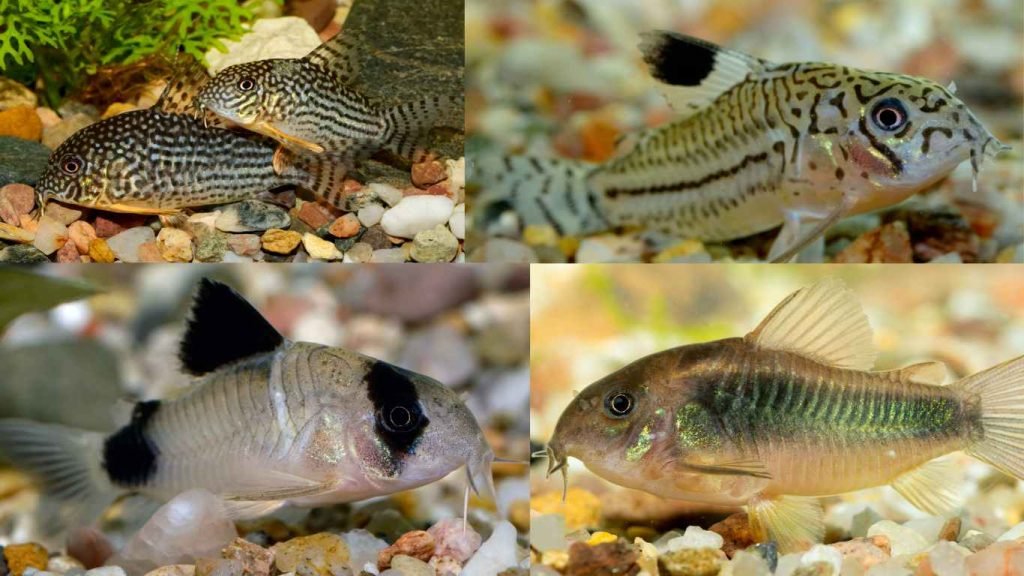 Types of Corydoras Catfish