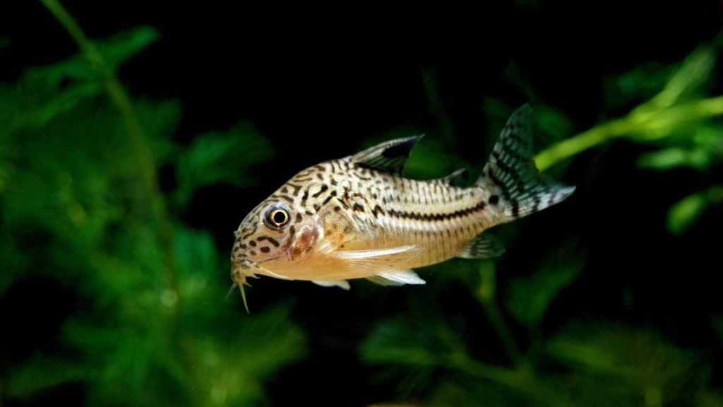 Salt and Pepper Corydoras