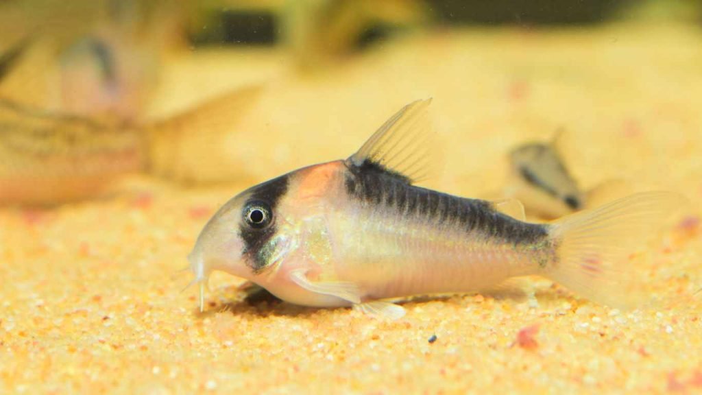 Salt and Pepper Corydoras Care Guide & Tips