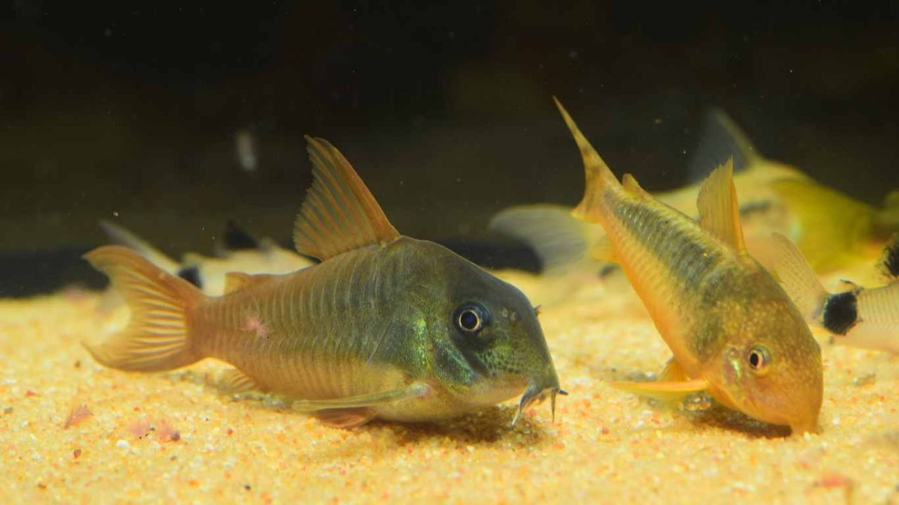 Salt and Pepper Corydoras Care Guide & Tips