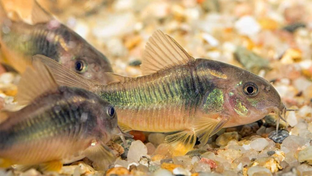 Salt and Pepper Corydoras