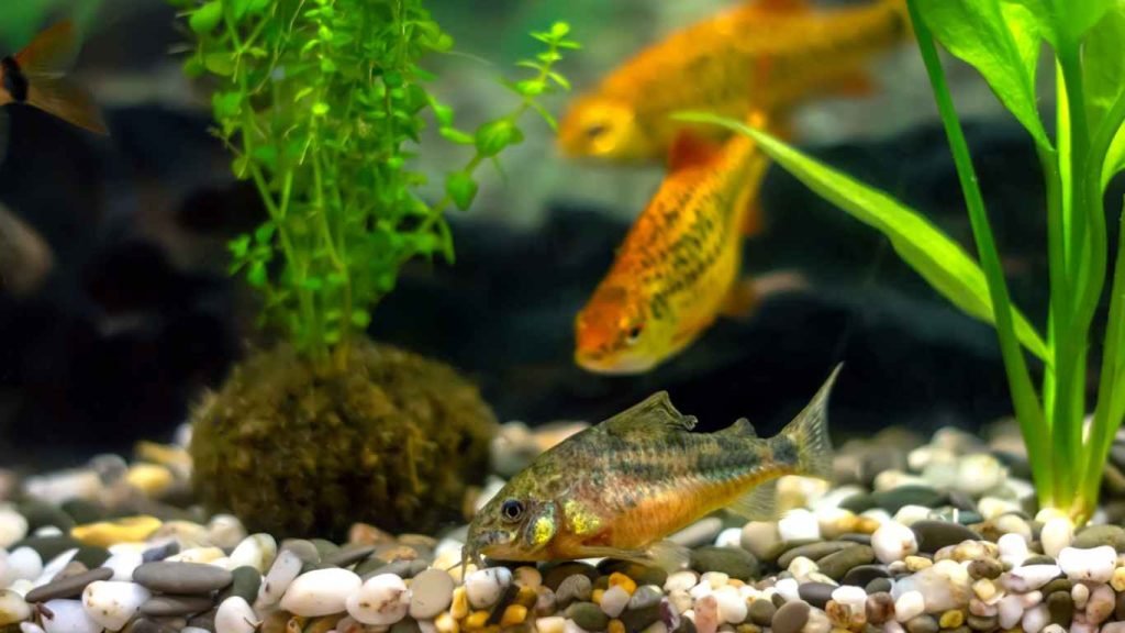 Do Corydoras Eat Shrimp? Exploring the Corydoras Diet in Detail