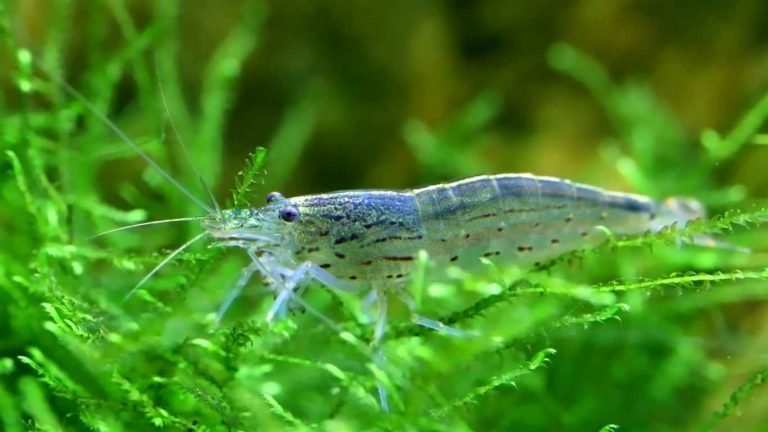 Do Corydoras Eat Shrimp