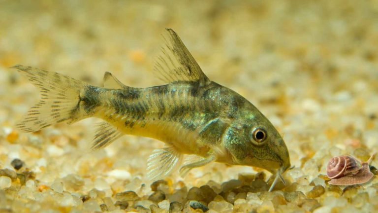 Do Corydoras Eat Snails