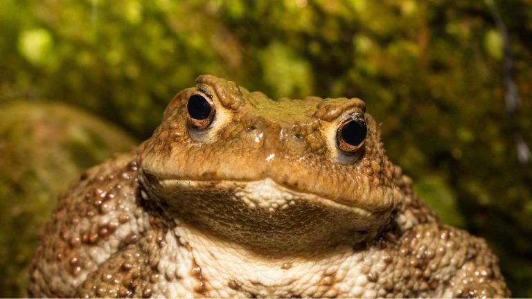 how long does a toad live