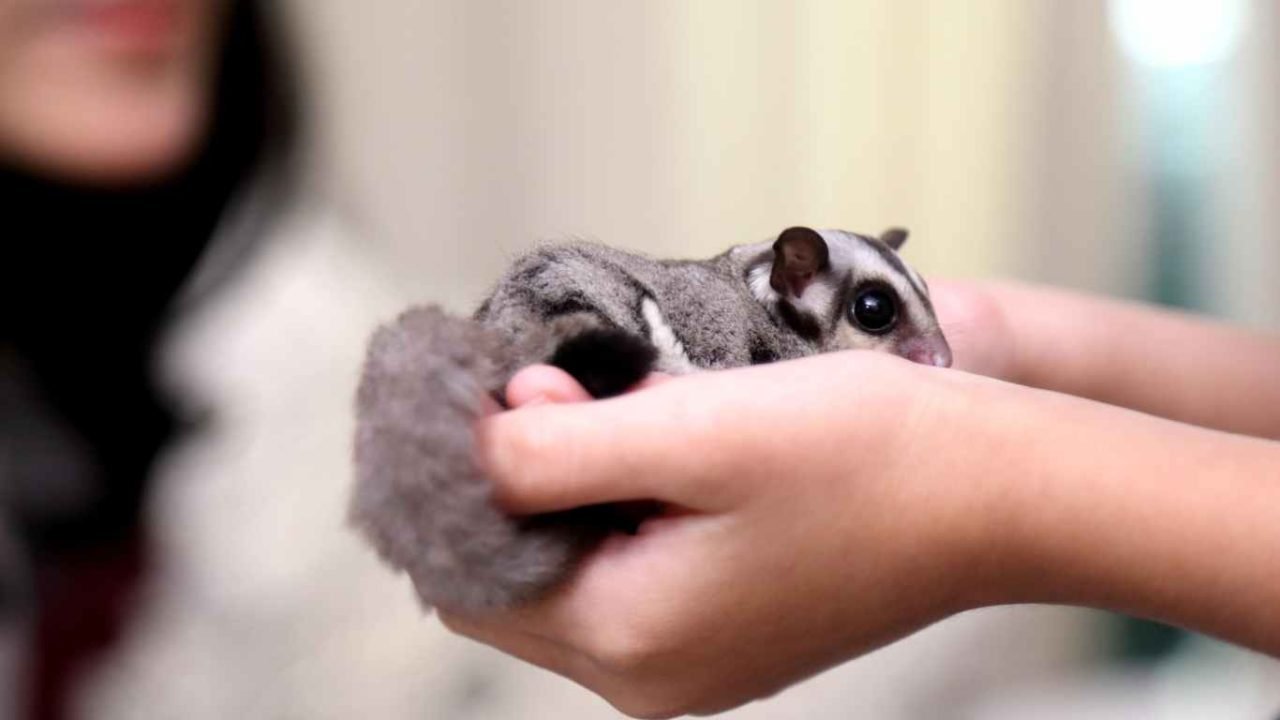 Do Sugar Gliders Bite Understanding Their Behavior