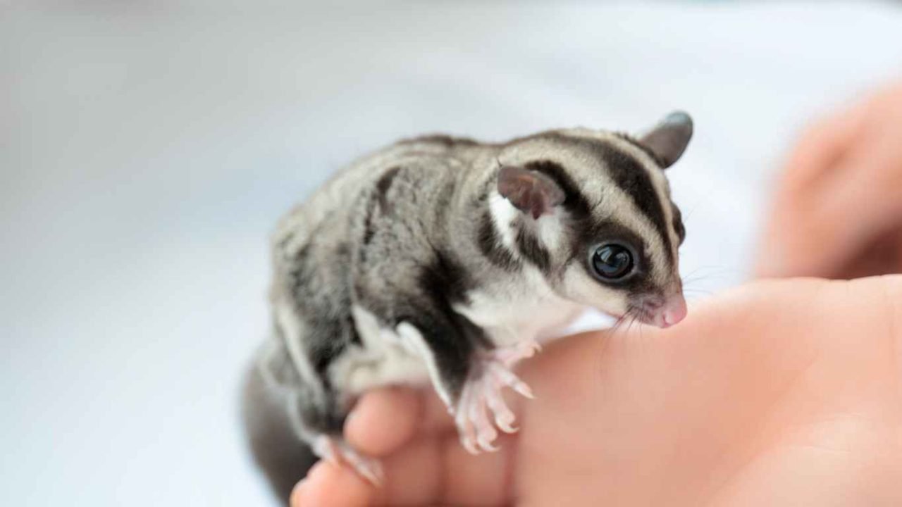 Do Sugar Gliders Bite Understanding Their Behavior