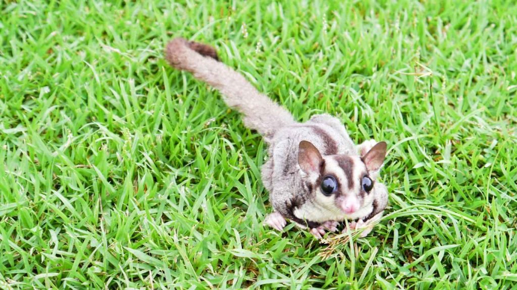 Do Sugar Gliders Bite Understanding Their Behavior