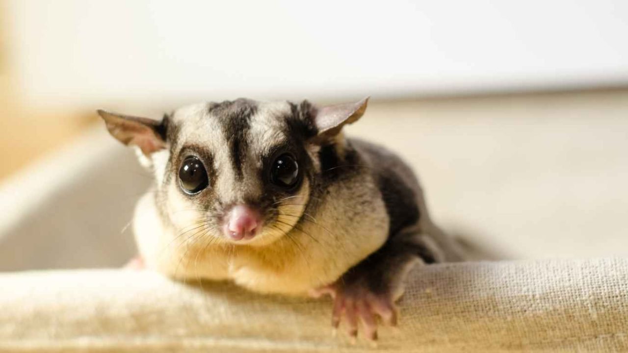 Do Sugar Gliders Bite Understanding Their Behavior