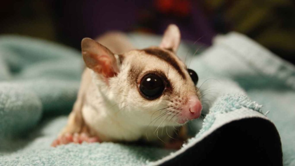 Do Sugar Gliders Bite Understanding Their Behavior