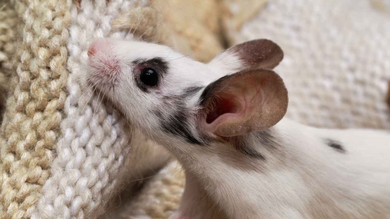 Do Sugar Gliders Bite Understanding Their Behavior