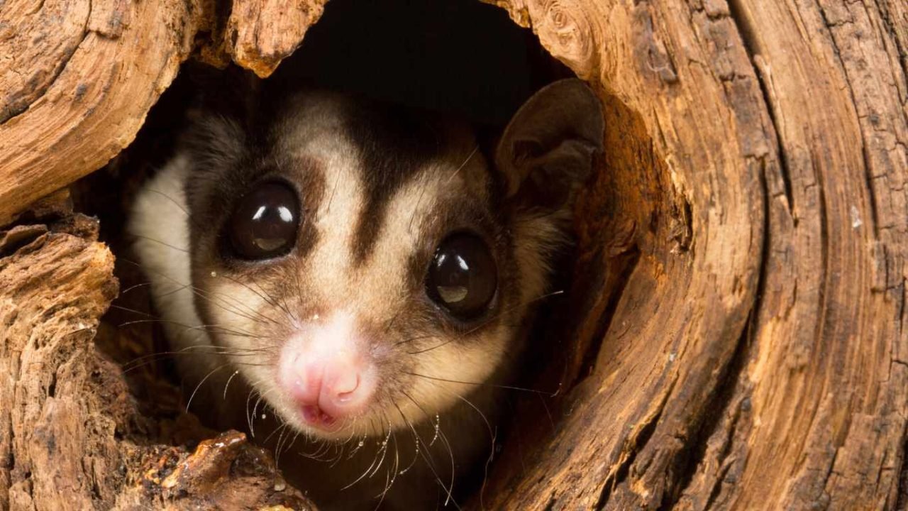 How Much Do Sugar Gliders Cost? A Comprehensive Guide to Expenses