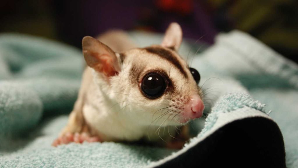 How Much Do Sugar Gliders Cost? A Comprehensive Guide to Expenses