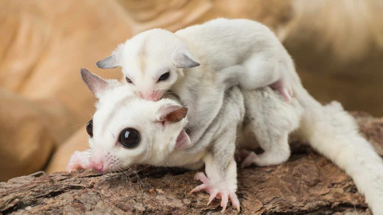 How Much Do Sugar Gliders Cost? A Comprehensive Guide to Expenses