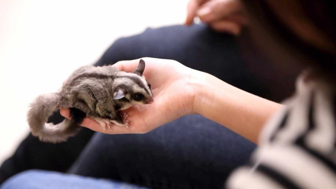 How Much Do Sugar Gliders Cost? A Comprehensive Guide to Expenses