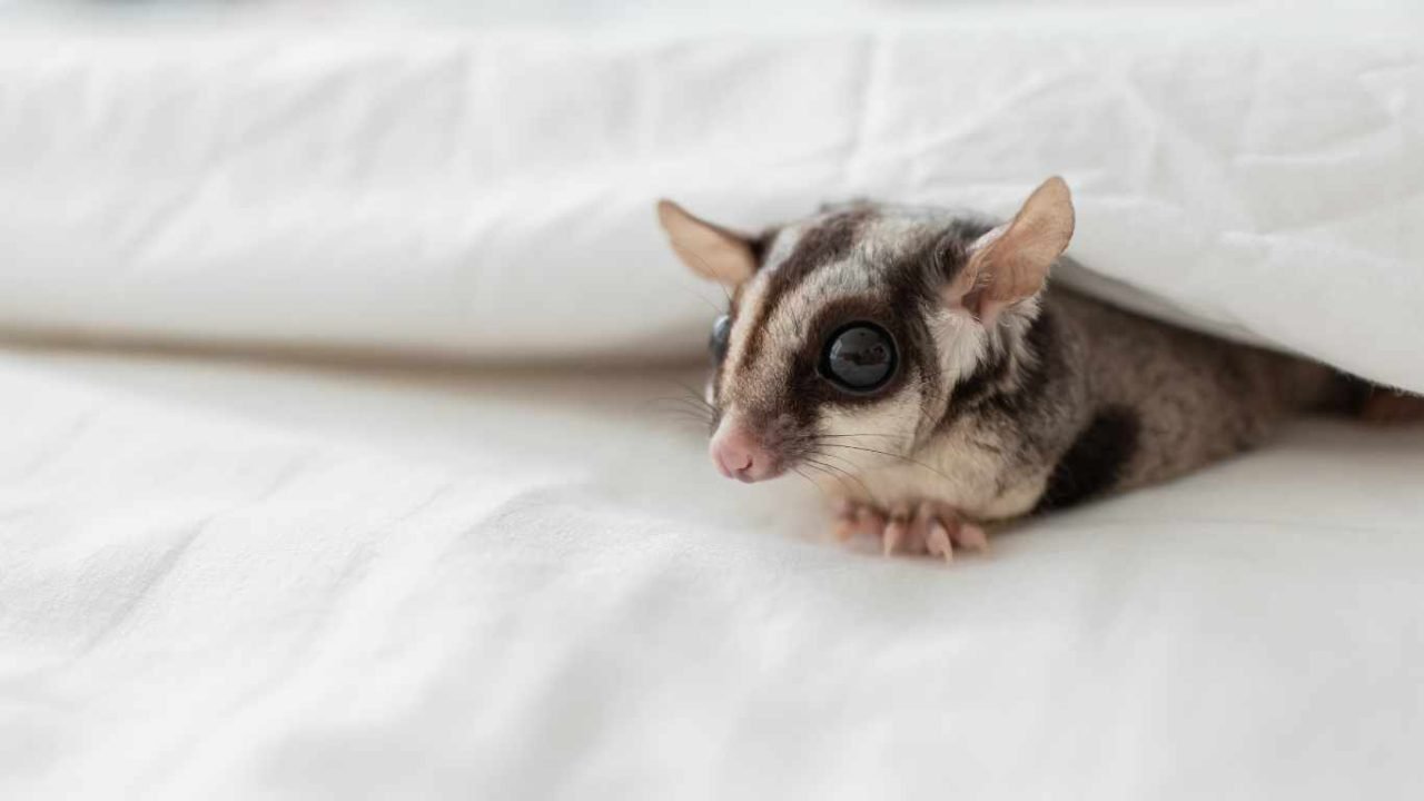 How Much Do Sugar Gliders Cost? A Comprehensive Guide to Expenses